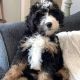 Bernedoodle Puppies for sale in Springfield, IL, USA. price: $400