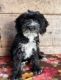 Bernedoodle Puppies for sale in Hastings, MI 49058, USA. price: $300
