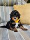 Bernedoodle Puppies for sale in Millersburg, IN 46543, USA. price: $750