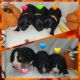 Bernedoodle Puppies for sale in Fort Wayne, IN, USA. price: $1,500