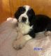Bernedoodle Puppies for sale in Emlenton, PA 16373, USA. price: $250