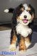 Bernedoodle Puppies for sale in Largo, FL, USA. price: $3,300