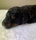 Bernedoodle Puppies for sale in Mt Pleasant, TX 75455, USA. price: $2,500