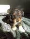 Bernedoodle Puppies for sale in Ligonier, Indiana. price: $1,200
