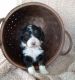 Bernedoodle Puppies for sale in Ligonier, Indiana. price: $900