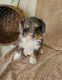 Bernedoodle Puppies for sale in Ligonier, Indiana. price: $800