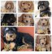 Bernedoodle Puppies for sale in Spur, Texas. price: $1,000