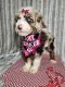 Bernedoodle Puppies for sale in Millersburg, IN 46543, USA. price: $600