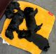 Bernedoodle Puppies for sale in Pueblo West, Colorado. price: $1,000