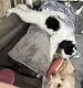 Bernedoodle Puppies for sale in Pittsburgh, PA, USA. price: $1,500