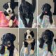 Bernedoodle Puppies for sale in Troy, Illinois. price: $600