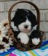 Bernedoodle Puppies for sale in Grabill, IN 46741, USA. price: NA