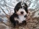 Bernedoodle Puppies for sale in Grabill, IN 46741, USA. price: NA