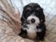 Bernedoodle Puppies for sale in Grabill, IN 46741, USA. price: $1,275
