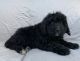 Bernedoodle Puppies for sale in Berlin, NJ 08009, USA. price: NA