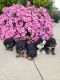 Bernedoodle Puppies for sale in Fort Wayne, IN, USA. price: $4,000