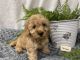 Bernedoodle Puppies for sale in Denver, PA, USA. price: NA
