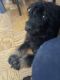 Bernedoodle Puppies for sale in New York, NY 10036, USA. price: NA