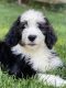 Bernedoodle Puppies for sale in West Berlin, NJ 08091, USA. price: NA