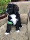 Bernedoodle Puppies for sale in Sacramento County, CA, USA. price: $3,000