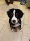 Bernese Mountain Dog Puppies for sale in Pembroke Pines, FL, USA. price: $1,900