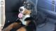 Bernese Mountain Dog Puppies for sale in Port Charlotte, FL, USA. price: $2,500