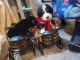 Bernese Mountain Dog Puppies for sale in Miami, FL, USA. price: $900