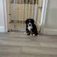 Bernese Mountain Dog Puppies for sale in Lakeland, FL 33813, USA. price: $1,500