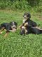 Bernese Mountain Dog Puppies for sale in Campobello, SC 29322, USA. price: $550