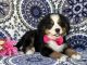 Bernese Mountain Dog Puppies for sale in Lancaster, PA, USA. price: $395