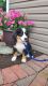 Bernese Mountain Dog Puppies for sale in Winesburg, OH 44624, USA. price: $550