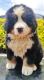 Bernese Mountain Dog Puppies for sale in Central Islip, NY, USA. price: $4,500
