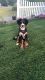 Bernese Mountain Dog Puppies for sale in Boston, MA, USA. price: $1,700