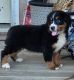 Bernese Mountain Dog Puppies for sale in Aguanga, CA 92536, USA. price: $2,200