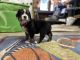 Bernese Mountain Dog Puppies for sale in Arlington, WA, USA. price: $1,500