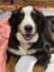 Bernese Mountain Dog Puppies for sale in Chicago, IL, USA. price: $8,000
