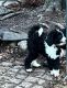 Bernese Mountain Dog Puppies for sale in Warren, MI, USA. price: $1,300