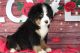 Bernese Mountain Dog Puppies for sale in Cape Canaveral, Florida. price: $900