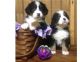 Bernese Mountain Dog Puppies for sale in Amarillo, TX, USA. price: NA