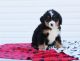 Bernese Mountain Dog Puppies for sale in Burlington, VT, USA. price: NA