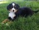 Bernese Mountain Dog Puppies for sale in Orlando, FL, USA. price: $650