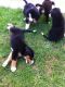 Bernese Mountain dog puppies.
