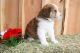 Bernese Mountain Dog Puppies for sale in Thompson Falls, MT 59873, USA. price: $800