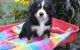Great Bernese Mountain Puppies Available For Good Homes