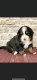 Bernese Mountain Dog Puppies for sale in Rock Creek, WV 25174, USA. price: NA