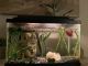Betta Fish Fishes for sale in Jacksonville, FL, USA. price: NA