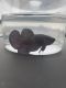 Betta Fish Fishes for sale in Naples, ME, USA. price: NA