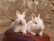 Beveren rabbit Rabbits