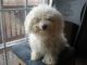 Bichon Bolognese Puppies for sale in Berkeley, CA, USA. price: NA
