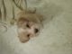 Bichon Bolognese Puppies for sale in Tehachapi, CA 93561, USA. price: $95